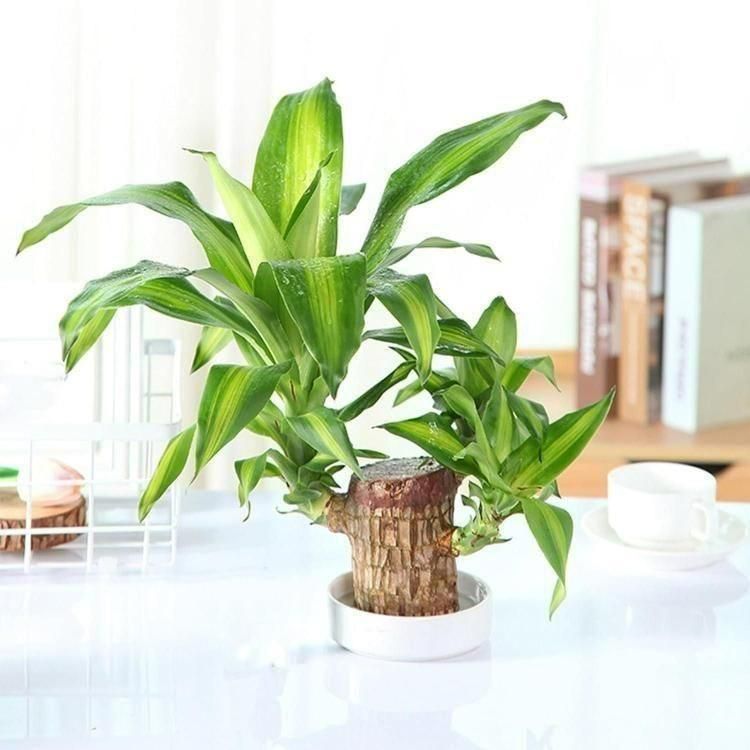 Brazilian Lucky Wood Mini Home Plant Decorations - Premium  from Mystical9 - Just Rs 599 /- Shop now at Mystical9.com