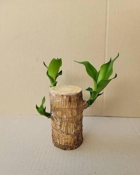 Brazilian Lucky Wood Mini Home Plant Decorations - Premium  from Mystical9 - Just Rs 599 /- Shop now at Mystical9.com