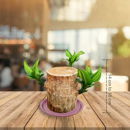 Brazilian Lucky Wood Mini Home Plant Decorations - Premium  from Mystical9 - Just Rs 599 /- Shop now at Mystical9.com