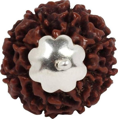 7 Mukhi Rudraksha Silver Capped Pendant - Premium  from Mystical9 - Just Rs 799 /- Shop now at Mystical9.com