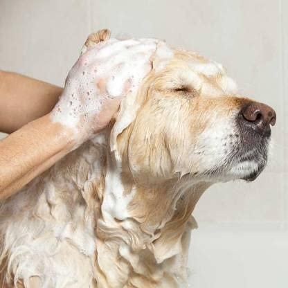 Anti-Itch Dog Shampoo|Ditch to Itch 300ml Pack of 2 - Premium  from Mystical9 - Just Rs 550 /- Shop now at Mystical9.com